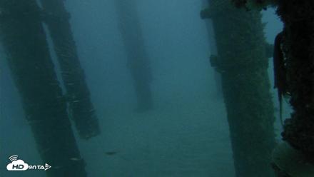Scripps Pier Underwater Live Webcam - Oct 17, 2026, 6:29pm PDT