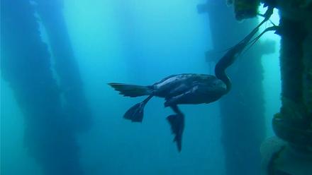 Scripps Pier Underwater Live Webcam - Mar 20, 2026, 8:08am PDT
