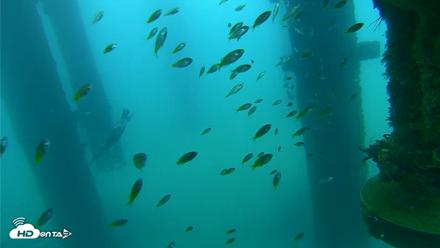 Scripps Pier Underwater Live Webcam - Aug 27, 2026, 7:36am PDT