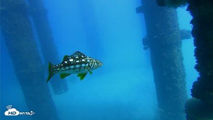 Scripps Pier Underwater Live Webcam - Oct 20, 2026, 1:53pm PDT