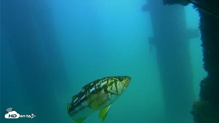 Scripps Pier Underwater Live Webcam - Sep 22, 2026, 1:02pm PDT