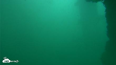 Scripps Pier Underwater Live Webcam - Oct 11, 2026, 11:55am PDT
