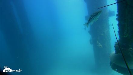 Scripps Pier Underwater Live Webcam - Aug 6, 2026, 1:38pm PDT