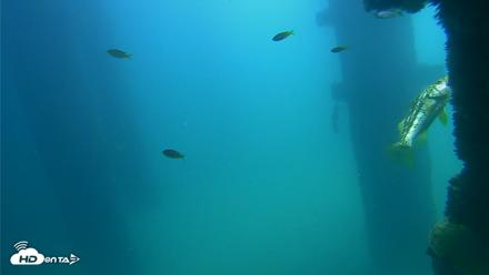 Scripps Pier Underwater Live Webcam - Sep 22, 2026, 12:30pm PDT
