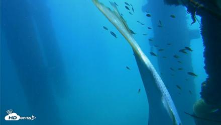 Scripps Pier Underwater Live Webcam - Oct 9, 2026, 12:07pm PDT
