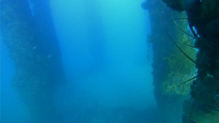 Scripps Pier Underwater Live Webcam - Oct 15, 2025, 5:04pm PDT