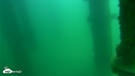 Scripps Pier Underwater Live Webcam - Aug 14, 2026, 12:40pm PDT