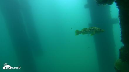 Scripps Pier Underwater Live Webcam - Sep 18, 2026, 10:51am PDT