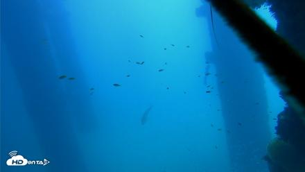 Scripps Pier Underwater Live Webcam - Oct 9, 2026, 11:59am PDT