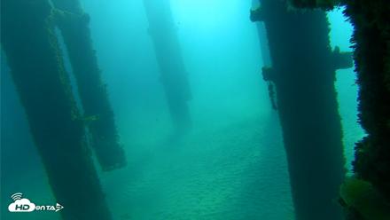 Scripps Pier Underwater Live Webcam - Oct 7, 2026, 9:10am PDT