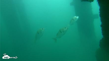 Scripps Pier Underwater Live Webcam - Oct 11, 2026, 11:56am PDT