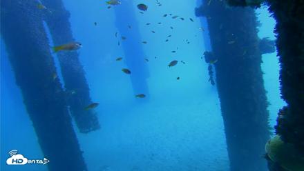 Scripps Pier Underwater Live Webcam - Oct 7, 2026, 12:17pm PDT