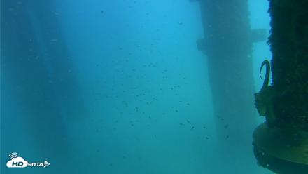 Scripps Pier Underwater Live Webcam - Aug 27, 2026, 3:21pm PDT