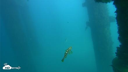 Scripps Pier Underwater Live Webcam - Oct 13, 2026, 2:54pm PDT