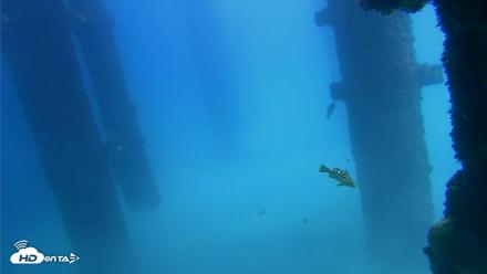 Scripps Pier Underwater Live Webcam - Sep 25, 2026, 1:24pm PDT