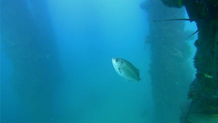 Scripps Pier Underwater Live Webcam - Sep 16, 2025, 5:47pm PDT