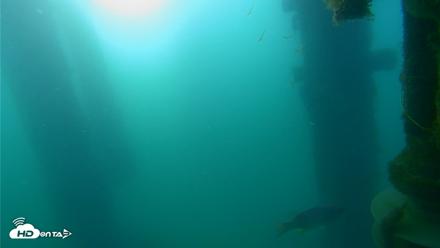Scripps Pier Underwater Live Webcam - Apr 19, 2026, 7:18am PDT