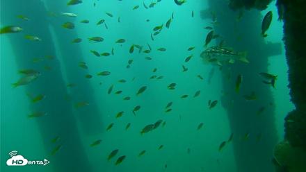 Scripps Pier Underwater Live Webcam - Sep 17, 2026, 9:02am PDT