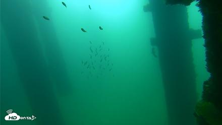 Scripps Pier Underwater Live Webcam - Sep 23, 2026, 9:36am PDT