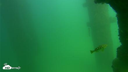 Scripps Pier Underwater Live Webcam - Sep 18, 2026, 3:10pm PDT