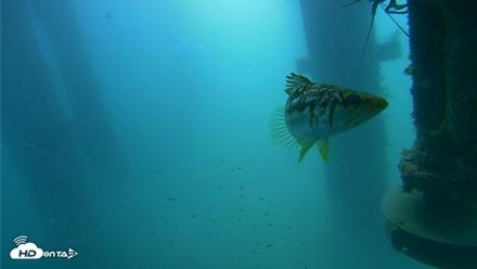 Scripps Pier Underwater Live Webcam - Jul 31, 2026, 10:05am PDT