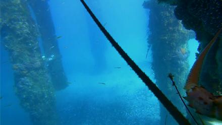 Scripps Pier Underwater Live Webcam - Jan 27, 2026, 2:13pm PST