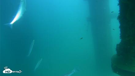 Scripps Pier Underwater Live Webcam - Aug 20, 2026, 2:41pm PDT
