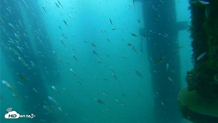 Scripps Pier Underwater Live Webcam - Aug 25, 2026, 7:28am PDT