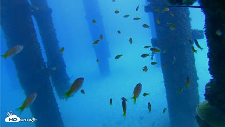 Scripps Pier Underwater Live Webcam - Oct 7, 2026, 12:25pm PDT