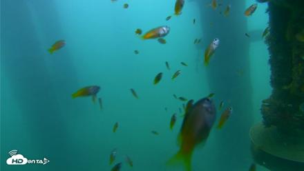 Scripps Pier Underwater Live Webcam - Aug 18, 2026, 6:58am PDT