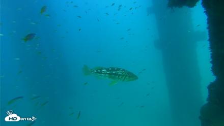 Scripps Pier Underwater Live Webcam - Sep 15, 2026, 4:07pm PDT