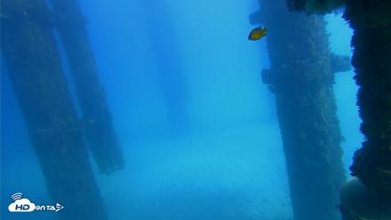 Scripps Pier Underwater Live Webcam - Oct 20, 2026, 1:47pm PDT
