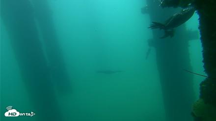 Scripps Pier Underwater Live Webcam - Sep 18, 2026, 7:55am PDT