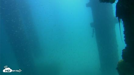 Scripps Pier Underwater Live Webcam - Oct 3, 2026, 12:35pm PDT