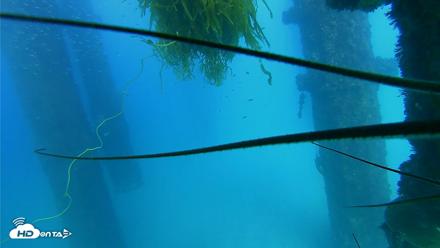 Scripps Pier Underwater Live Webcam - Oct 3, 2026, 4:14pm PDT
