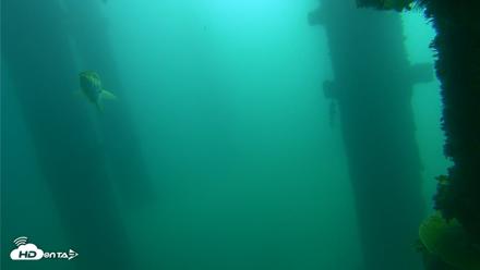 Scripps Pier Underwater Live Webcam - Oct 12, 2026, 10:37am PDT