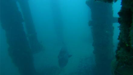 Scripps Pier Underwater Live Webcam - Jan 11, 2026, 7:10am PST