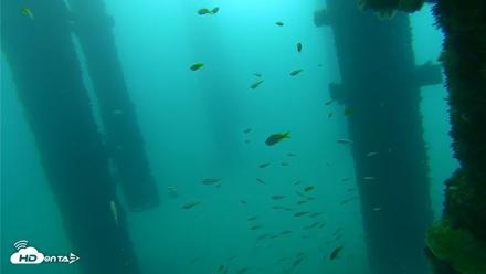Scripps Pier Underwater Live Webcam - Sep 25, 2026, 8:05am PDT