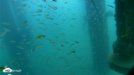 Scripps Pier Underwater Live Webcam - Aug 10, 2026, 9:04am PDT