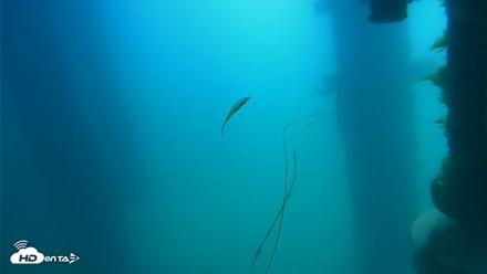 Scripps Pier Underwater Live Webcam - Apr 17, 2026, 11:18am PDT