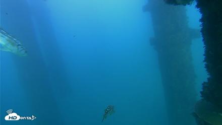 Scripps Pier Underwater Live Webcam - Oct 13, 2026, 5:25pm PDT