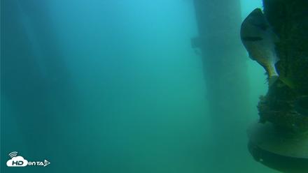 Scripps Pier Underwater Live Webcam - Jul 31, 2026, 2:35pm PDT