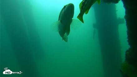 Scripps Pier Underwater Live Webcam - Sep 23, 2026, 9:35am PDT