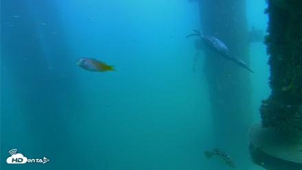 Scripps Pier Underwater Live Webcam - Aug 14, 2026, 4:13pm PDT