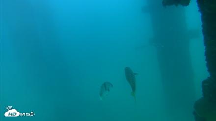 Scripps Pier Underwater Live Webcam - Sep 15, 2026, 5:22pm PDT