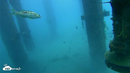 Scripps Pier Underwater Live Webcam - Jul 30, 2026, 7:39am PDT