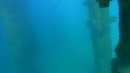 Scripps Pier Underwater Live Webcam - Mar 24, 2026, 4:44pm PDT