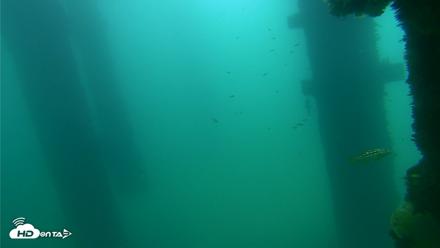 Scripps Pier Underwater Live Webcam - Sep 18, 2026, 10:58am PDT