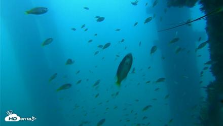 Scripps Pier Underwater Live Webcam - Sep 16, 2026, 5:42pm PDT