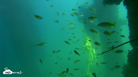 Scripps Pier Underwater Live Webcam - Sep 18, 2026, 2:19pm PDT